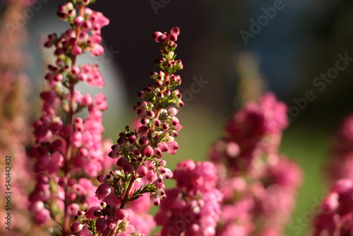 Heather shrub with blooming flowers outdoors on sunny day  closeup. Space for text