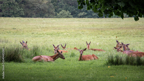 Deers realxing on the grass in Richmond Park photo