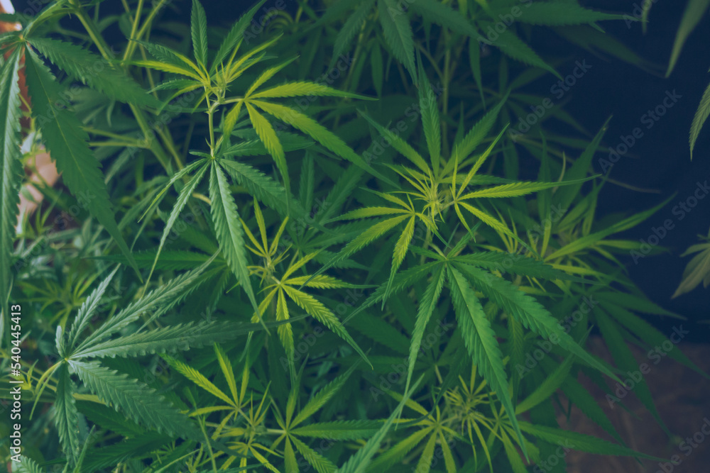 Green Marijuana tree cannabis plant narcotic herbal in greenhouse. Hemp leaf made cannabis crude oil at medicine farm. CBC, THC herb agriculture by Weed leaf Drug and medicine healthcare concept Green Marijuana tree cannabis plant narcotic herbal in greenhouse. Hemp leaf made cannabis crude oil at medicine farm. CBC, THC herb agriculture by Weed leaf Drug and medicine healthcare concept