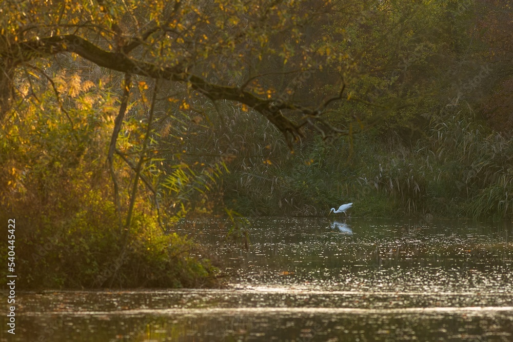The white great egret fishing in a shallow cove. Autumn evening at the lake with reeds and trees with yellow and green leaves. Dark atmosphere.