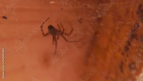 A small spider hides in a dark secluded place