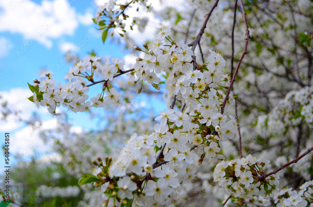 white flowers of cherry tree in spring against blue sky