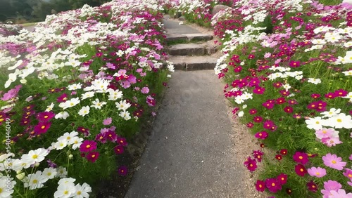 秋桜満開