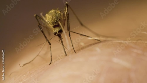 Female mosquito with its abdomen full of red blood is sucking out of a man's hand photo