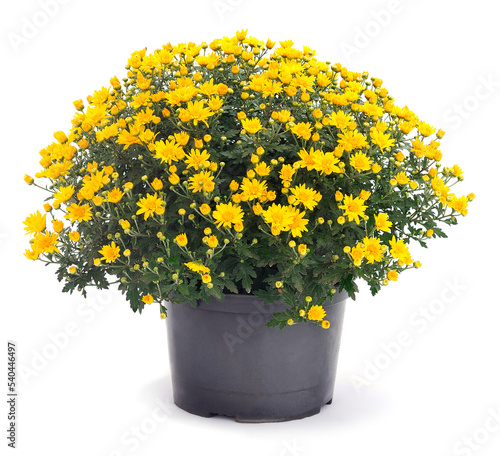  Flowers of chrysanthemum in the pot.