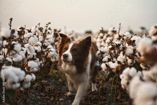 Front view young brown focused border collie dog standing on a cotton field. Healthy and cute dog alert looking curious watching, border collie waiting expectant excited outdoor