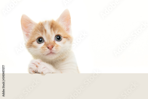 Adorable baby cat with its paws folded like its praying or begging isolated on a white background with space for copy photo