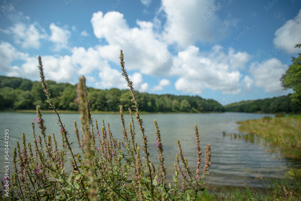 water, nature, clouds, summer, forest, lake water, nature, clouds, summer, forest, lake