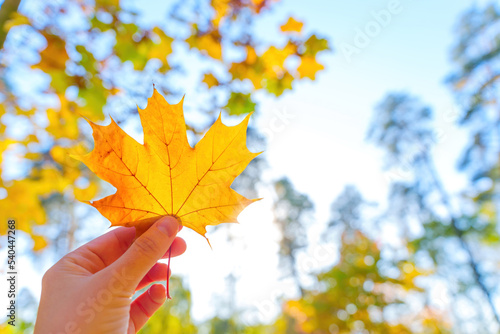 Hand holds yellow maple leaf outdoors