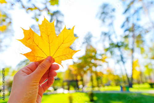 Yellow maple leaf in hand