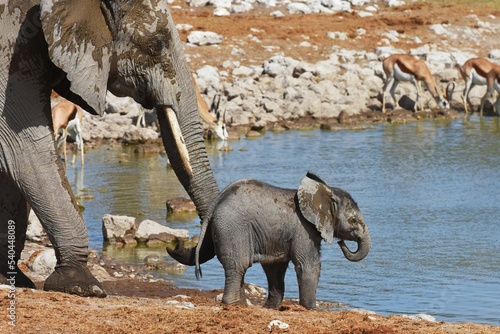 Elefantenbaby mit Muttertier am Wasserloch Okaukuejo im Etosha Nationalpark in Namibia.  photo