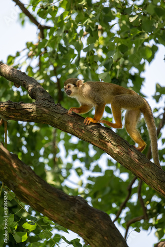 squirrel monkey climbing on trees © imphilip