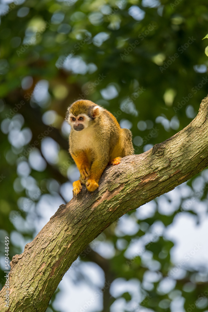 Fototapeta premium squirrel monkey climbing on trees