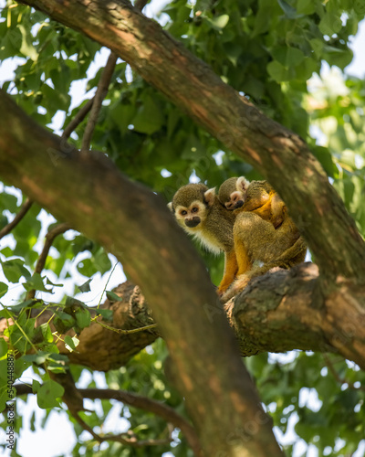squirrel monkey climbing on trees © imphilip