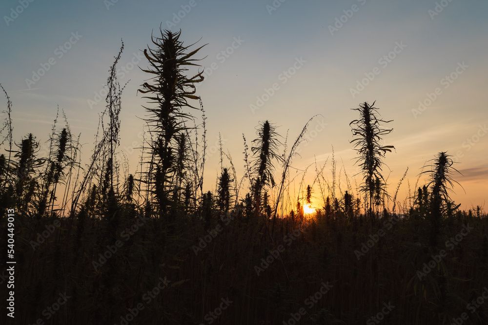 CBD hemp growing on plantation field, industrial hemp crop on the sunset light