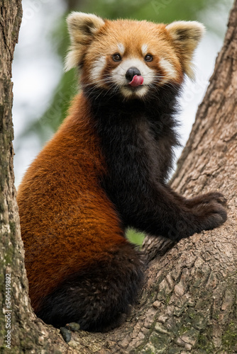A cute red panda on trees looking at lens photo