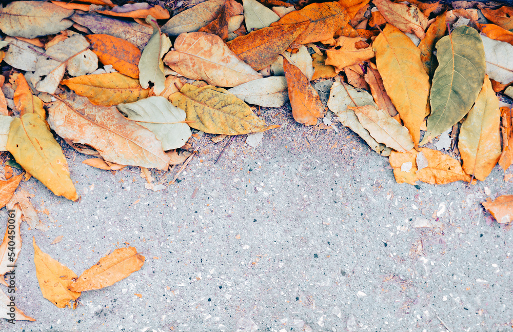 text background leaf Red and orange autumn leaves background. Outdoor. Colorful backround image of fallen autumn leaves perfect for seasonal use. Space for text. orange maple leaves on red background text background leaf Red and orange autumn leaves background. Outdoor. Colorful backround image of fallen autumn leaves perfect for seasonal use. Space for text. orange maple leaves on red background