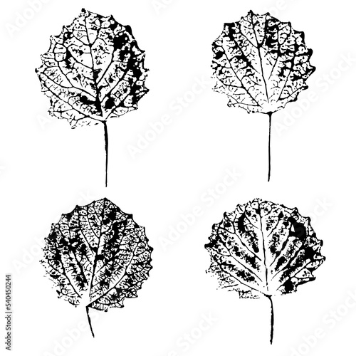Set of realistic aspen leaves isolated on a white background. Ink print of the leaf texture. Natural elements for eco design.