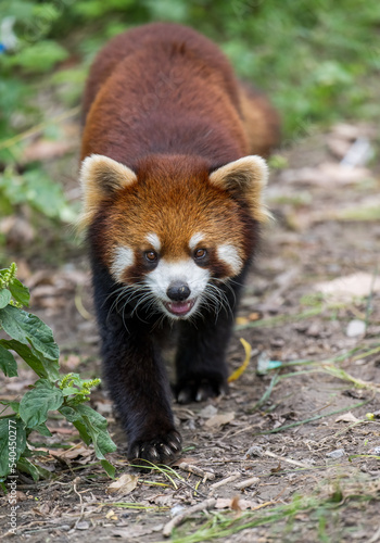 a red panda walking towards lens