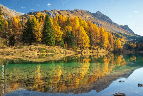 Herbstlich verfärbter Lärchenwald spiegelt sich im glasklaren Palpuognasee, Lai da Palpuogna, Albula-Alpen, Preda, Bergün, Graubünden, Schweiz photo