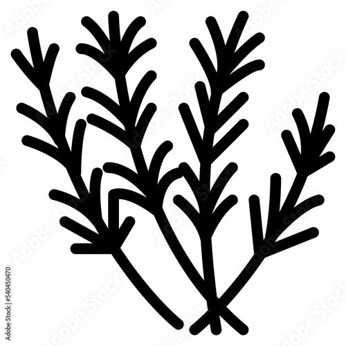 rosemary herb and spice