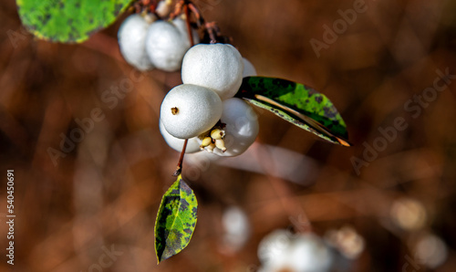 The fruit of the color of a white deciduous shrub called Snieguliczka Biała, often occurring naturally in Podlasie and planted in the form of hedgerows in Poland.