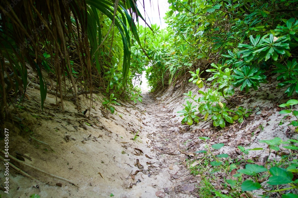 Sand path surrounded by grass and trees leading to Nagamahama Beach in Kurima island Sand path surrounded by grass and trees leading to Nagamahama Beach in Kurima island