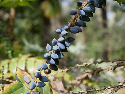 Mahonia Charity evergreen shrub in the city park on a sunny spring day. Ripe dark purple fruits of a shrub of the barberry family on a branch in a city park. photo