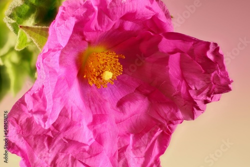 Isolated close-up of Magenta Rock Rose (Cistus x Pulverulentus) flower photo