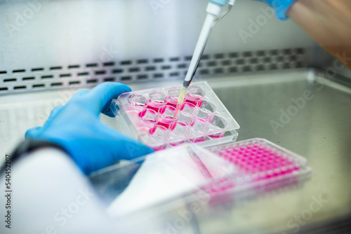 cell culture at the laboratory photo