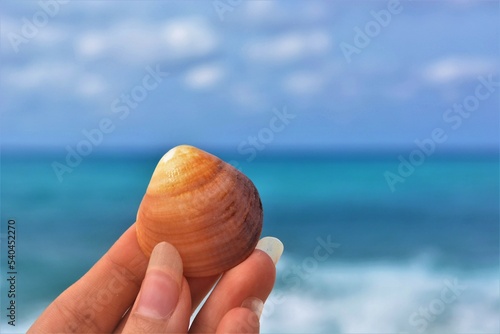 hand holding a seashell