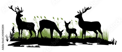 Photography Wild animals