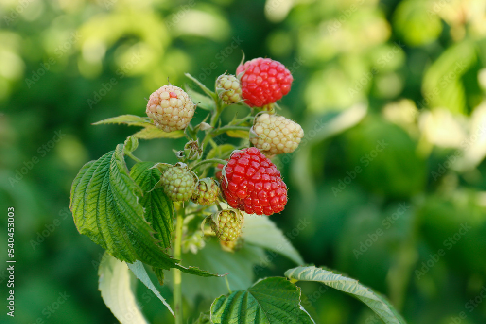 Beautiful raspberry branch with ripening berries in garden, closeup Beautiful raspberry branch with ripening berries in garden, closeup