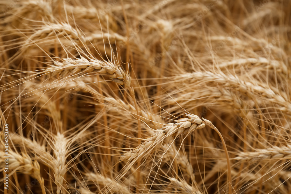 Ripe wheat spikes in agricultural field, closeup Ripe wheat spikes in agricultural field, closeup