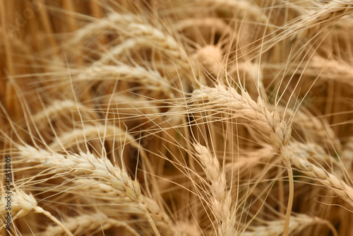 Ripe wheat spikes in agricultural field  closeup