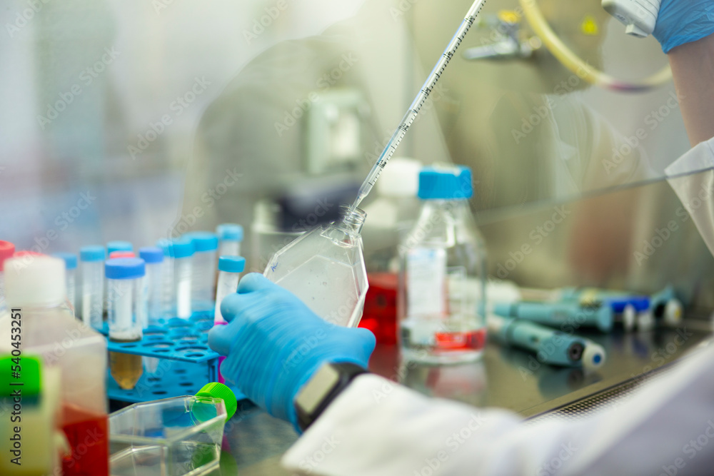 Fototapeta premium cell culture at the laboratory