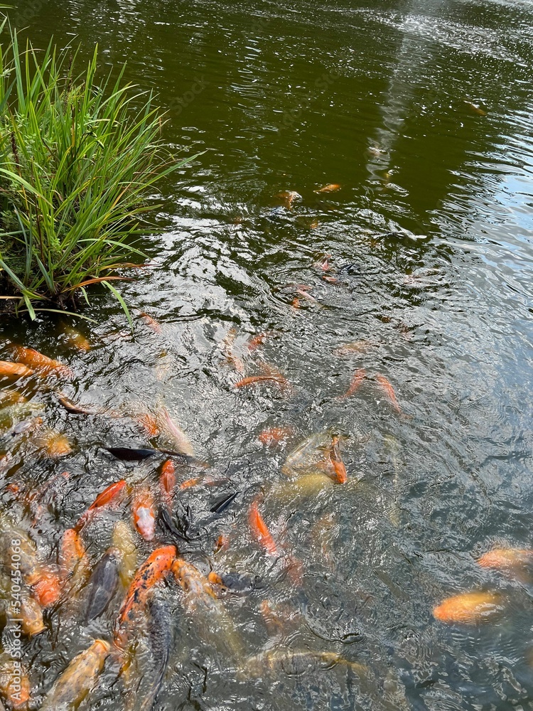 Many golden carps swimming in water outdoors Many golden carps swimming in water outdoors