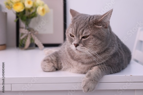 Fototapeta Naklejka Na Ścianę i Meble -  Cute Scottish straight cat lying on white table at home