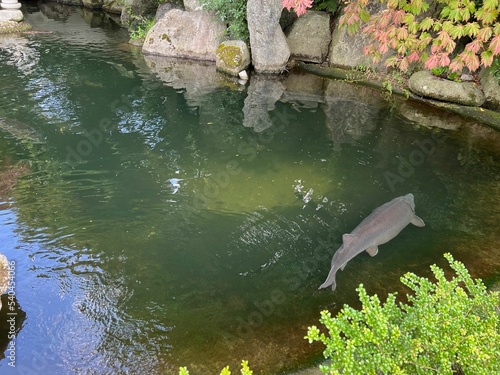 Fototapeta Naklejka Na Ścianę i Meble -  Beautiful sturgeon fishes swimming in zoological park