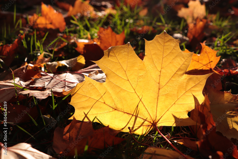 Pile of beautiful fallen leaves outdoors on sunny autumn day, closeup Pile of beautiful fallen leaves outdoors on sunny autumn day, closeup