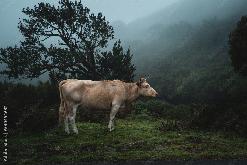 Krowa w górach w zamglonej scenerii Madery - obrazy, fototapety, plakaty 
