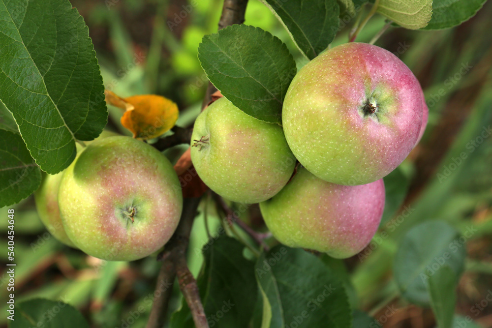 Apples and leaves on tree branch in garden, closeup Apples and leaves on tree branch in garden, closeup