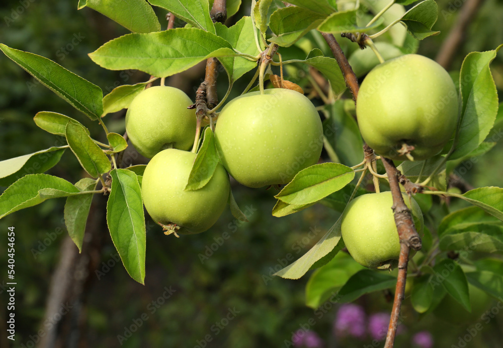 Green apples and leaves on tree branches in garden