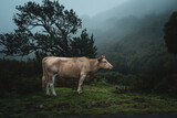 Krowa w górach w zamglonej scenerii Madery