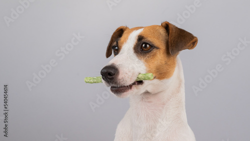 Jack Russell Terrier dog holding a rawhide toothpick in his teeth.