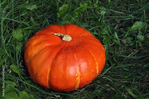 Ripe orange pumpkin among green grass outdoors, closeup