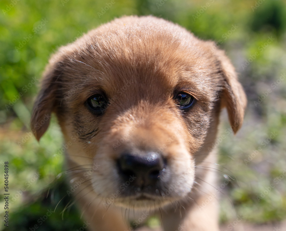 Fototapeta premium Portrait of a small puppy in the grass