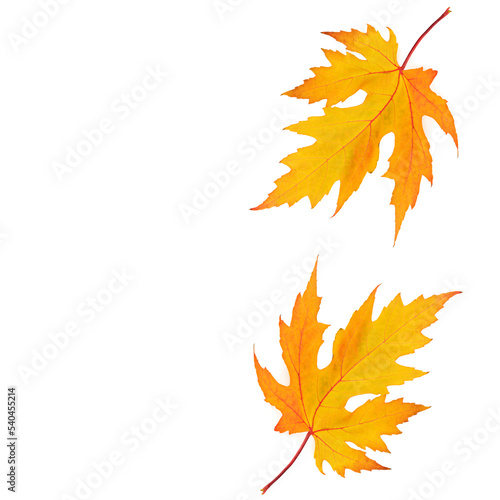 Yellow maple leaves isolated on white. There is free space for text.
