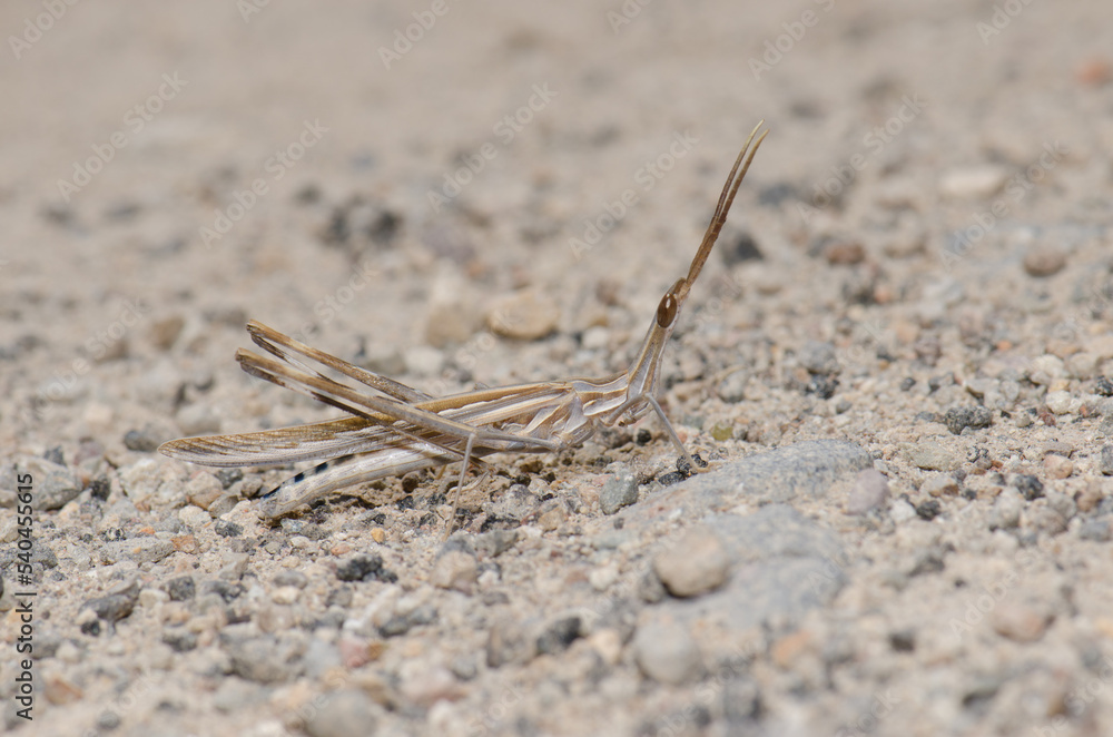 Short-horned grasshopper Truxalis nasuta. Cruz de Pajonales. Integral Natural Reserve of Inagua. Tejeda. Gran Canaria. Canary Islands. Spain. Short-horned grasshopper Truxalis nasuta. Cruz de Pajonales. Integral Natural Reserve of Inagua. Tejeda. Gran Canaria. Canary Islands. Spain.