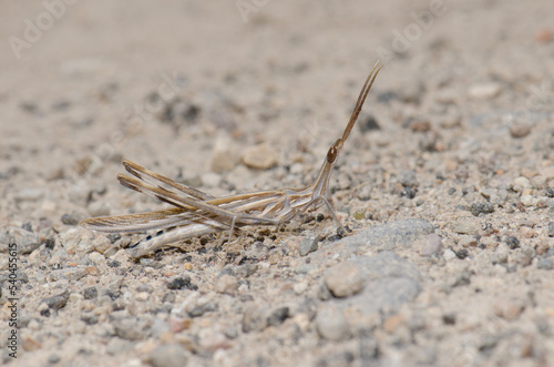 Short-horned grasshopper Truxalis nasuta. Cruz de Pajonales. Integral Natural Reserve of Inagua. Tejeda. Gran Canaria. Canary Islands. Spain.